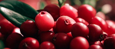 5 Wild Lingonberry Benefits for Your Health