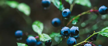 11 Health Benefits of Wild Blueberries